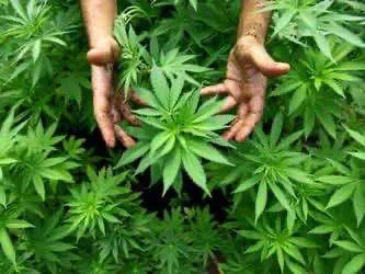 Заключен самый крупный в мире контракт на продажу семян промышленной конопли