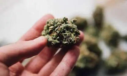 Губернатор Калифорнии применил вето в отношении билля, допускавшего бесплатную раздачу терапевтической конопли