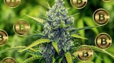 Конференция по криптовалютам сорвалась из-за еды с марихуаной