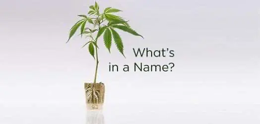 Исследователь обнаружила заметные различия в генетике одинаковых сортов от разных банков семян