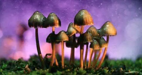Учёные выяснили, зачем псилоцибиновым грибам их галлюциногены
