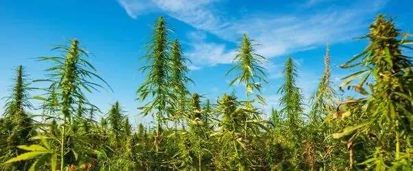 Исследование: каннабис, вероятно, происходит из Китая, а затем растение распространилось на другие территории