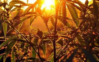  Регги внесли в список культурного наследия ЮНЕСКО