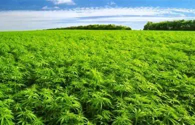 Шри-Ланка: Открывается первая легальная плантация конопли