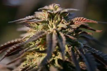 Исследование: алкоголь опаснее марихуаны для здоровья человека