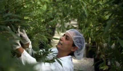 Последствия легализации канабиса в Израиле
