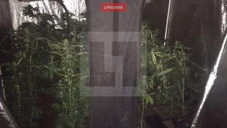 Москвич вырастил плантацию конопли в квартире с помощью системы "Умный дом"