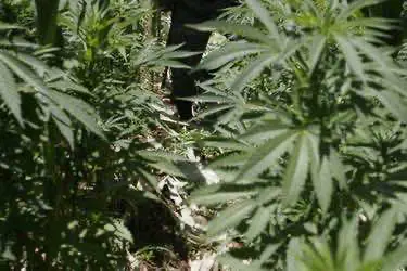 Пожары в Калифорнии подступили к первому в истории урожаю легальной марихуаны